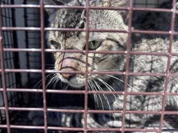 A662236 -  Domestic Short Hair Cat for Adoption in Houston, Texas - A662236 | PetCurious