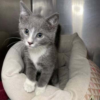 Domestic Short Hair Cats Available for Adoption in Roanoke, Virginia - Slug | PetCurious