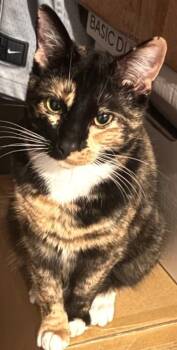 Domestic Short Hair Cats Available for Adoption in Othello, Washington - Mama Fritillaria | PetCurious