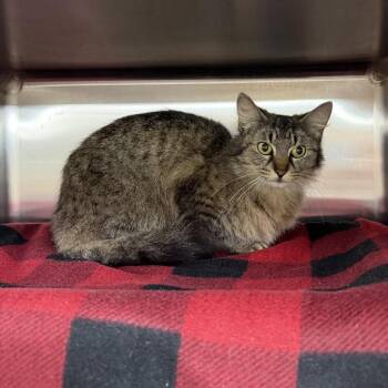 Domestic Long Hair Cats Available for Adoption in Pauls Valley, Oklahoma - LSP | PetCurious
