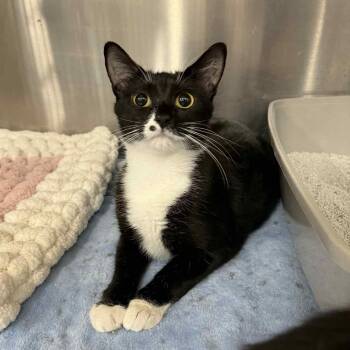 Rescue Domestic Short Hair Cats for Adoption in Antioch, California - Marilyn | PetCurious