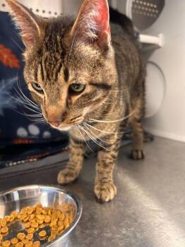 Domestic Short Hair Cats Available for Adoption - Twinkle Toes | PetCurious