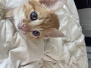 Domestic Short Hair Cats Available for Adoption - Cherry | PetCurious