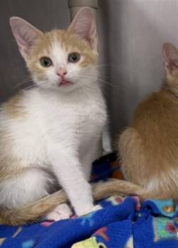 GALAPAGOS FUR SEAL -  Domestic Short Hair Cat for Adoption in Omaha, Nebraska - GALAPAGOS FUR SEAL | PetCurious