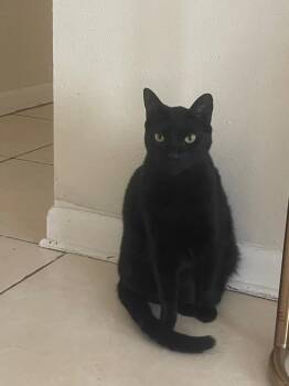 Domestic Short Hair Cats Available for Adoption in Town 