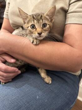 Bergamot (available for pre-adoption) -  Domestic Short Hair Cat for Adoption in Camden, South Carolina - Bergamot (available For Pre-adoption) | PetCurious