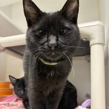 Domestic Short Hair Cats Available for Adoption - Fanny Pack | PetCurious