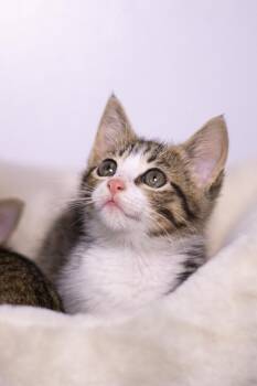 Sansa -  Domestic Short Hair Cat Available for Adoption in Collierville, Tennessee - Sansa | PetCurious