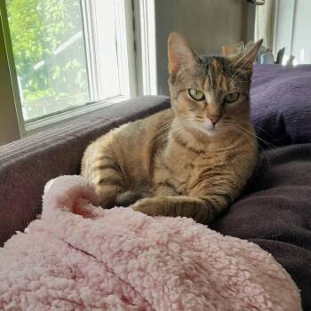 Olive Moon -  Domestic Short Hair Cat Available for Adoption in Silverton, Oregon - Olive Moon | PetCurious