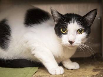 SQUID -  Domestic Short Hair Cat for Adoption in Phoenix, Arizona - SQUID | PetCurious