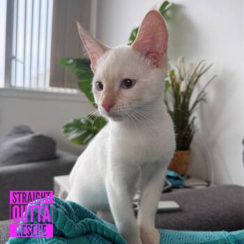 Sunset -  Siamese Cat for Adoption in Vancouver, British Columbia - Sunset | PetCurious