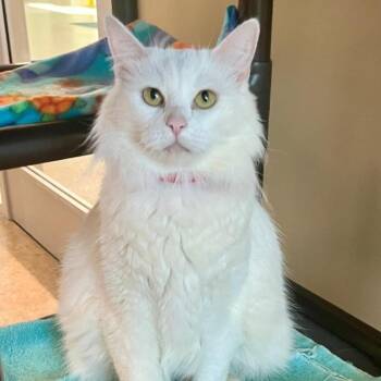 Snow White -  Domestic Long Hair Cat for Adoption in Temecula, California - Snow White | PetCurious