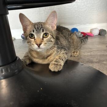 Pooh -  Domestic Short Hair Cat for Adoption in San Tan Valley, Arizona - Pooh | PetCurious