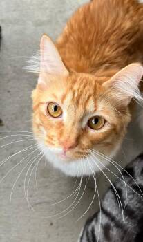 Rescue Domestic Long Hair Cats for Adoption in Panama City, Florida - Simba | PetCurious
