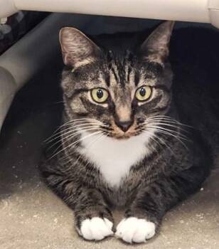 Rescue Domestic Short Hair Cats for Adoption in Fernandina Beach, Florida - WAFFLE | PetCurious