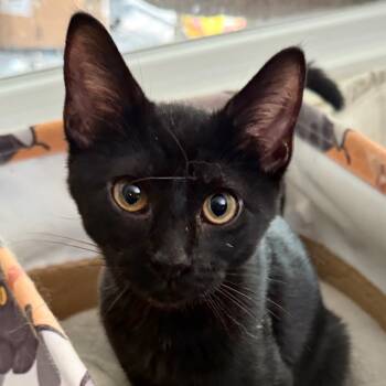 Rescue Domestic Short Hair Cats for Adoption in Kansas City, Missouri - Penne | PetCurious