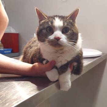 Domestic Short Hair Cats Available for Adoption in Carmel, Indiana - Macklin | PetCurious
