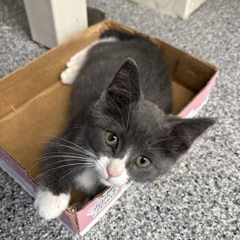 Yokio -  Domestic Short Hair Cat for Adoption in Monroe, Michigan - Yokio | PetCurious