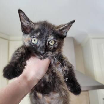 Jessie -  Domestic Short Hair Cat for Adoption in Pleasanton, California - Jessie | PetCurious