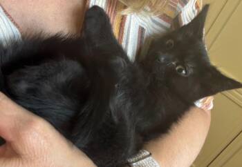 Apollo / Bynx -  Domestic Short Hair Cat for Adoption in Minneapolis, Minnesota - Apollo / Bynx | PetCurious