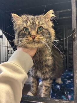 Domestic Long Hair Cats Available for Adoption - Jasper | PetCurious