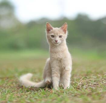 Simba -  Domestic Medium Hair Cat for Adoption in Lucedale, Mississippi - Simba | PetCurious