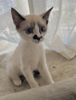 Luna -  Siamese Cat for Adoption in Riverside, California - Luna | PetCurious