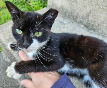 Rescue American Shorthair Cats for Adoption in Indianapolis, Indiana - Scratchy | PetCurious