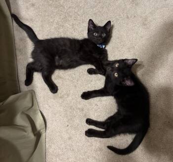Bear and Sushi -  American Shorthair Cat for Adoption in Sandy Springs, Georgia - Bear And Sushi | PetCurious