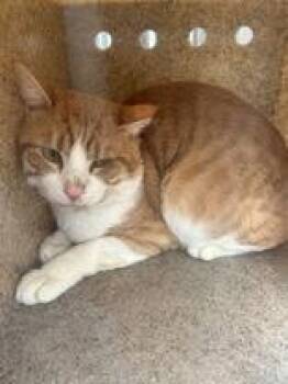 Domestic Short Hair Cats Available for Adoption - Wyatt | PetCurious