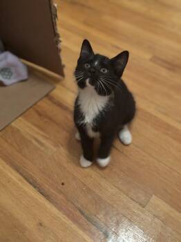 Rescue Domestic Short Hair Cats for Adoption in Boone, Iowa - Bellatrix Lestrange | PetCurious