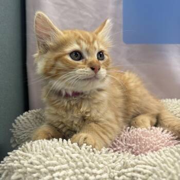 Ego -  Maine Coon and Domestic Long Hair Cat for Adoption in Bardstown, Kentucky - Ego | PetCurious
