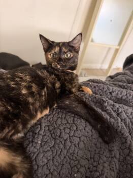 Fern -  Domestic Short Hair Cat for Adoption in Wheaton, Illinois - Fern | PetCurious