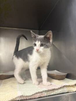 Rescue Domestic Short Hair Cats for Adoption in Morristown, New Jersey - Carrie Underwood | PetCurious