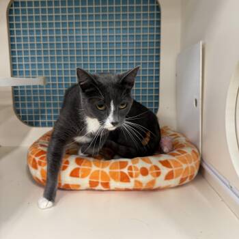 Elle -  Domestic Short Hair Cat for Adoption in Las Vegas, Nevada - Elle | PetCurious