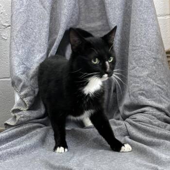 Mu-Stach-io -  Domestic Short Hair Cat for Adoption in Madisonville, Kentucky - Mu-Stach-io | PetCurious