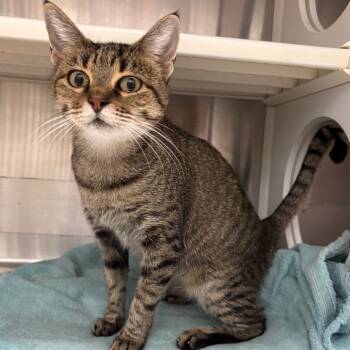 Rescue Domestic Short Hair Cats for Adoption in Corpus Christi, Texas - Sicily | PetCurious