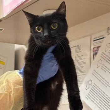 Sally -  Domestic Short Hair Cat for Adoption in Murray, Utah - Sally | PetCurious