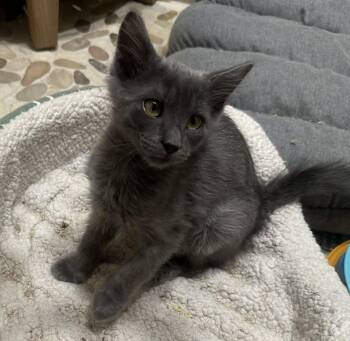 Rescue Domestic Medium Hair Cats for Adoption in Tehachapi, California - Brie | PetCurious