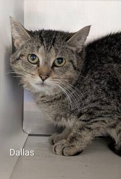 Dallas -  Domestic Short Hair Cat for Adoption in Flint, Michigan - Dallas | PetCurious