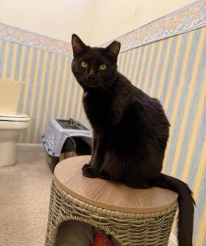 Domestic Short Hair Cats Available for Adoption - Pot | PetCurious