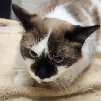 Smokey -  Domestic Short Hair Cat for Adoption in Murray, Utah - Smokey | PetCurious