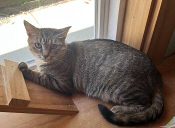 Jasmine -  Tabby Cat for Adoption in Woodsfield, Ohio - Jasmine | PetCurious