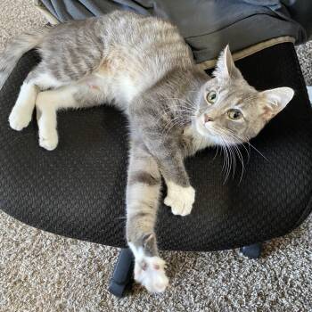Mouse -  Domestic Short Hair Cat Available for Adoption in Fayetteville, Arkansas - Mouse | PetCurious