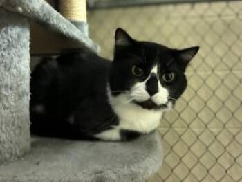 MooMoo -  Domestic Short Hair Cat for Adoption in Gainesville, Florida - MooMoo | PetCurious