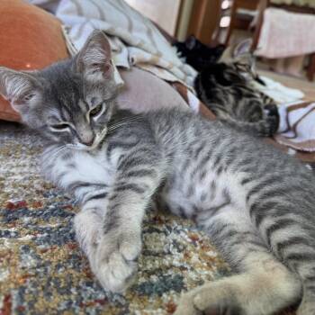 Mau -  Domestic Short Hair Cat for Adoption in Los Angeles, California - Mau | PetCurious
