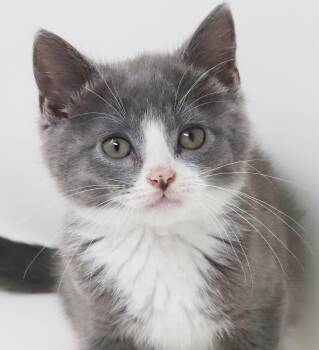 Dakota is a gentle darling - So sweet handsome and cuddly -  Turkish Van and Russian Blue Cat for Adoption in Bedford Hills, New York - Dakota Is A Gentle Darling - So Sweet Handsome And Cuddly | PetCurious