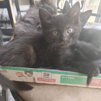 PRINCESS -  Domestic Short Hair Cat for Adoption in Colorado Springs, Colorado - PRINCESS | PetCurious