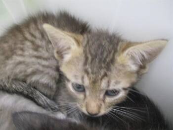 NIKKI -  Domestic Short Hair Cat for Adoption in Ocala, Florida - NIKKI | PetCurious