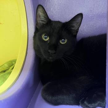 Rainbow Dash -  Domestic Short Hair Cat for Adoption in Arlington Heights, Illinois - Rainbow Dash | PetCurious